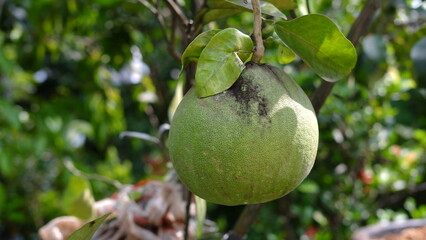 Citrus maxima, green pamelo citrus (jeruk Pamelo or jeruk Bali) 