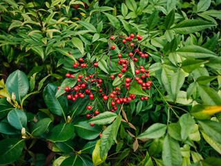 Bush with red berries