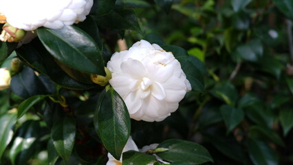 Camellia japonica, known as common camellia, or Japanese camellia, is a species of flowering plant in the family Theaceae