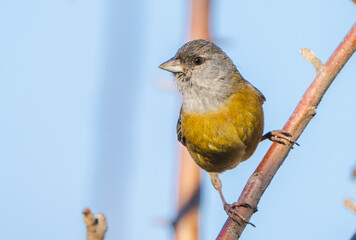 Ave pequeña amarilla y gris, posada sobre rama de arbolPhrygilus patagonicus  