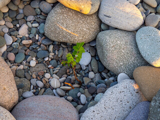 The plant broke through the rubble.   Life concept. Plant with green leaves on stones