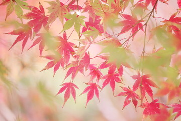 美しい秋の紅葉