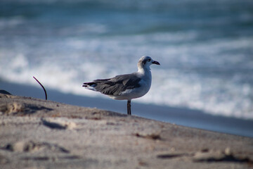 seagull on the beach