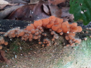 edible, hairy cup mushroom, found on the island of borneo, Indonesia