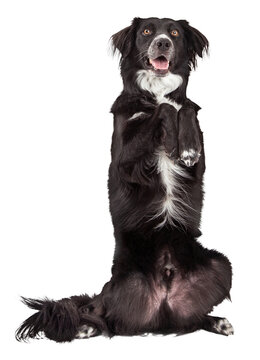 Border Collie Mix Breed Dog Begging - Extracted