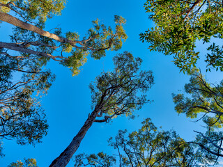Obraz premium Dwellingup is a small timber town situated on top of an escarpment. It is surrounded by a state forest known for its extensive stands of jarrah.