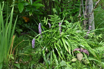 Big blue lily-turf flowers. Asparagaceae perennial plants. Numerous pale purple florets are borne on spikes from July to October.