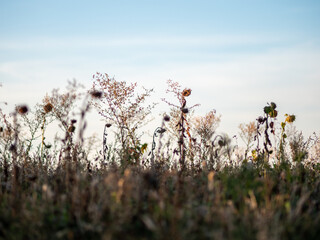 Verwelkte Sonnenblumen