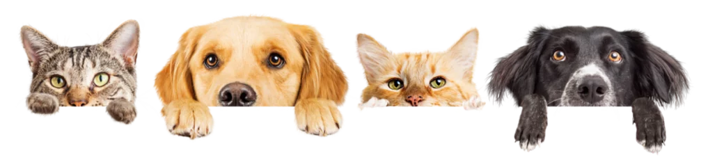 Poster Dogs and Cats Peeking Over Web Banner Extracted © adogslifephoto