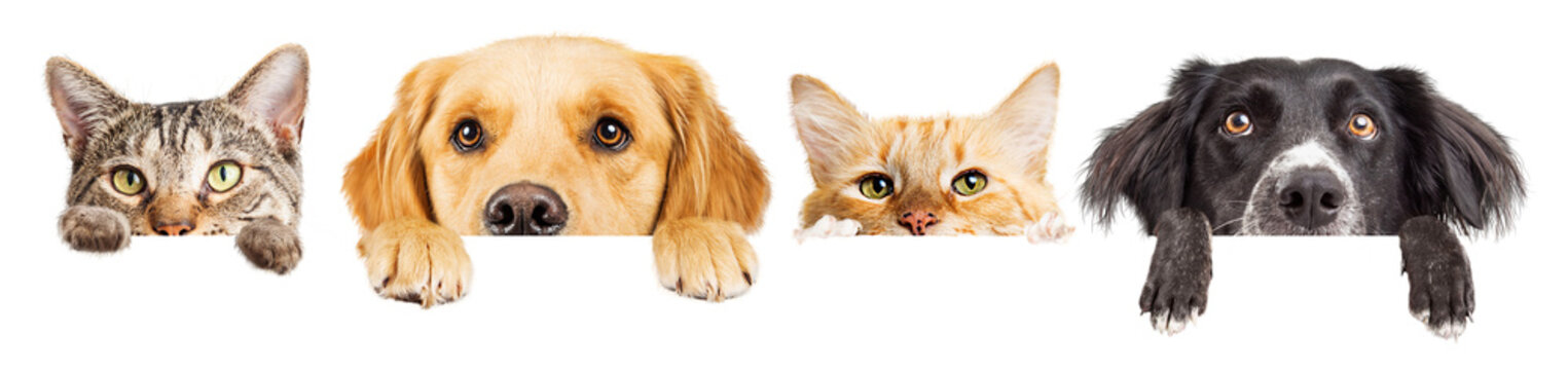 Dogs and Cats Peeking Over Web Banner Extracted