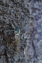 cicada (Hyalessa maculaticollis) on a tree