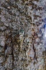 cicada (Hyalessa maculaticollis) on a tree