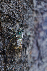 cicada (Hyalessa maculaticollis) on a tree