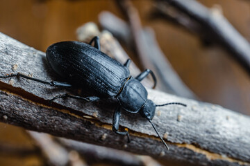 black beetle (Ground Beetle) on wood macro