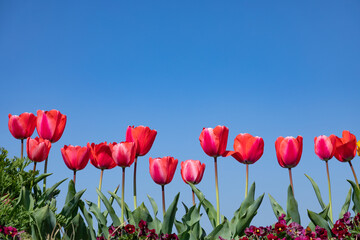 チューリップと空