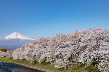 桜並木と青空