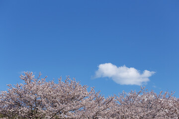 桜花びらと青空