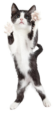 Cute Playful Kitten With Paws Up in the Air