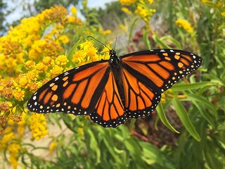 monarch butterfly on a flower