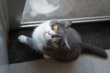 British Shorthair cat sitting on the floor looking up at the camera