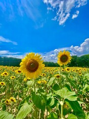 sunflowers in the field