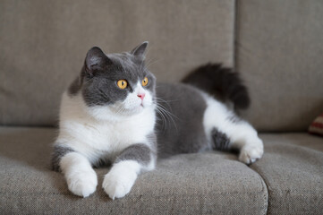 Fototapeta na wymiar British Shorthair cat lying on sofa