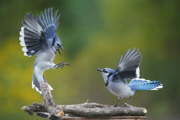 Blue Jays using threat gestures to block others from food at feeder