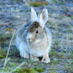 Spring Rabbit