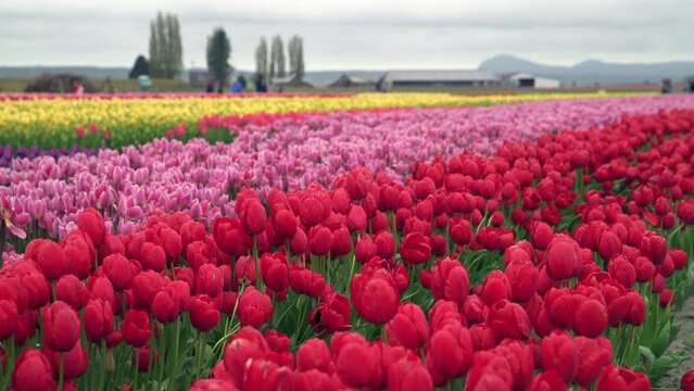 Washington State Images Browse 56 150 Stock Photos Vectors And washington-state-images-browse-56-150-stock-photos-vectors-and