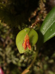 Miniature orchid Lepanthes ciliisepala from Costa Rica