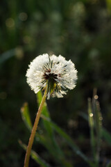 The common dandelion (lat. Taraxacum officinale), of the family Asteraceae. Central Russia.