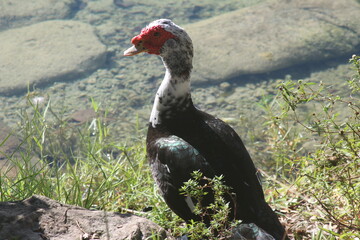 Domestic Muscovy duck outside close up in the daytime