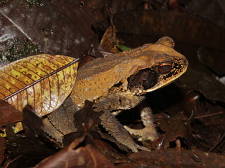 Atlantic Forest Toad (Incilius melanochlorus) on the forest floor