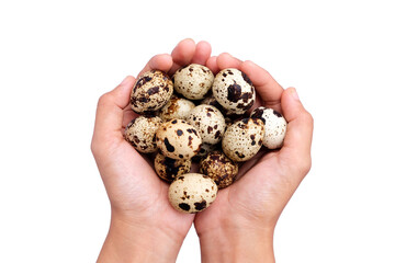 Pile of quail eggs in woman's hand isolated on white background with clipping path