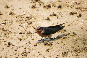 red winged blackbird
