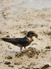duck on the beach