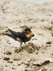 a bird