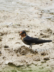 red winged blackbird