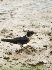 duck on the beach