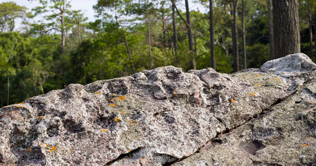 Close-up front view of a large boulder against a green forest background.