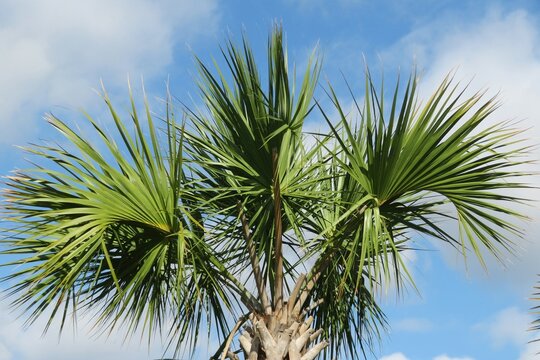 Beautiful palm tree branches on blue sky background in Florida nature 
