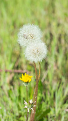 The common dandelion (lat. Taraxacum officinale), of the family Asteraceae. Central Russia.