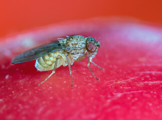 A very small fruit fly sits on a ripe fruit