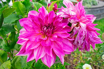 Two large, pink, garden dahlias on a blurred green background of leaves and grass. One of them has seen better days. -01