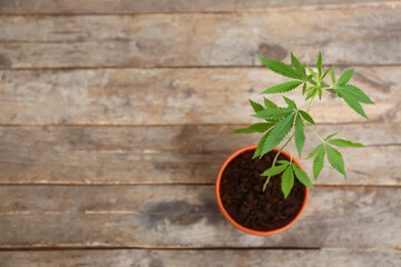 Green hemp in pot on wooden table