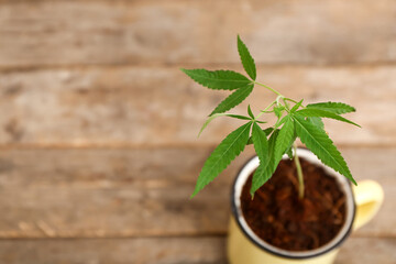 Green hemp in pot on wooden table