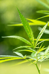 Cannabis plant on green natural garden Blur background. Cannabis plant or marijuana over green natural garden.