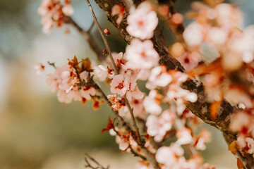 cherry blossom spring