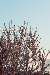 white and pink blossom tree outdoor shot at shallow depth of field