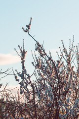 white and pink blossom tree outdoor shot at shallow depth of field